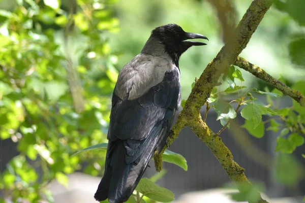 Aquí Vienen Los Pájaros —  Fotos de Stock