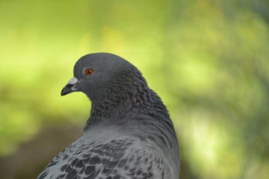 Kuşların hayatı.