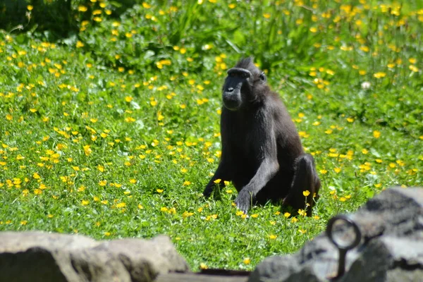 Das Leben Der Tiere — Stockfoto