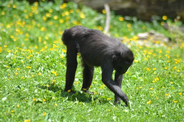 Vida Los Animales — Foto de Stock