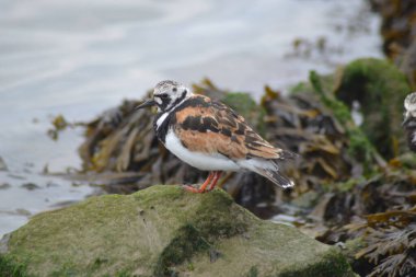 Hayvanların hayatı.