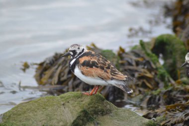 Hayvanların hayatı.