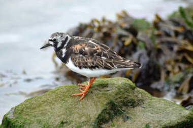 Hayvanların hayatı.