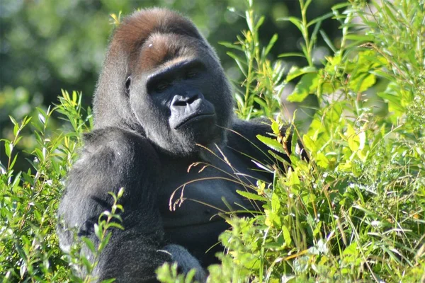 Het Leven Van Dieren — Stockfoto