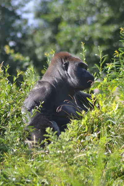 Het Leven Van Dieren — Stockfoto