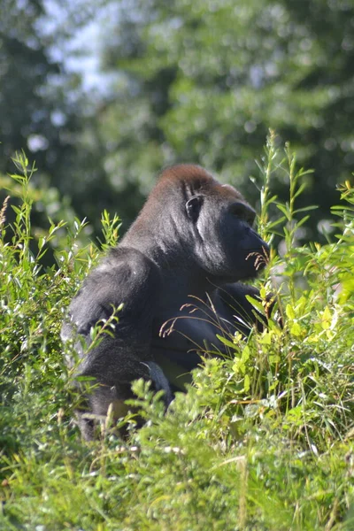 Das Leben Der Tiere — Stockfoto