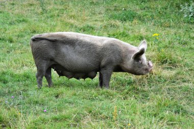 Hayvanların hayatı.