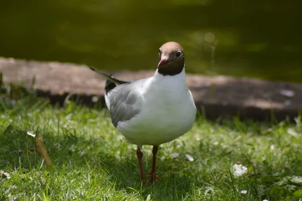 Aquí Vienen Los Pájaros — Foto de Stock