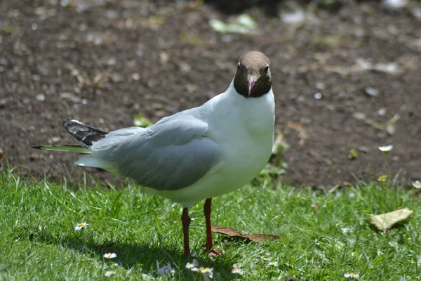 Aquí Vienen Los Pájaros — Foto de Stock