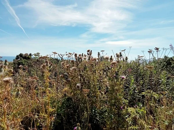 Land Ireland — Stock Photo, Image