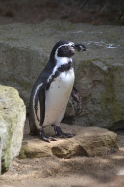 Hayvanların kuşları