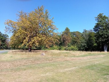 Ağaçların yaşamı