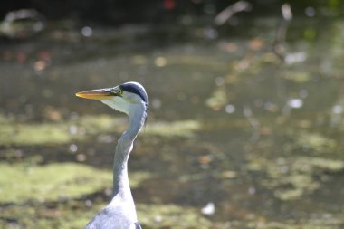 the animals and birds