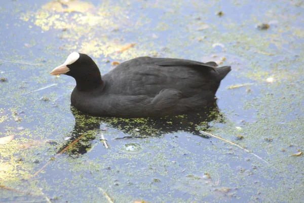 Animals Birds — Stockfoto