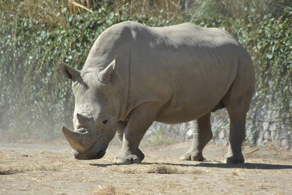 Het Leven Van Dieren — Stockfoto