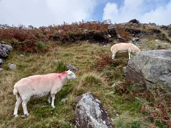 Regno Kerry — Foto Stock