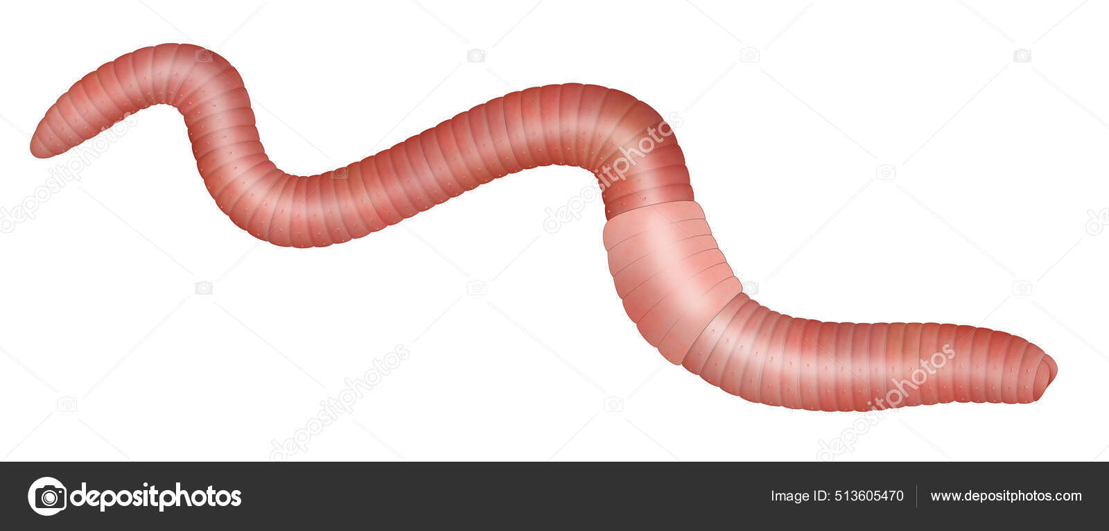 Common Earthworm Illustration White Background Stock Photo by