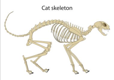 Kedi iskeleti anatomisi. Yan görünüm