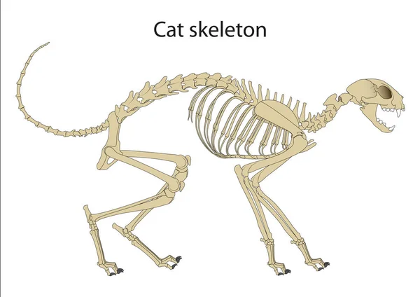 Anatomía Del Esqueleto Gato Vista Lateral — Foto de Stock