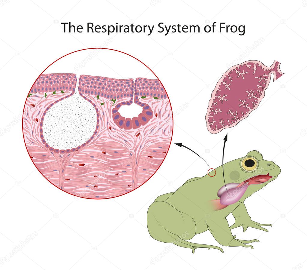 Diagram of the respiratory system of an adult frog