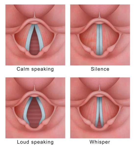 Vocal Cord Vocal Folds Vibratory Cycle — Stock Photo, Image