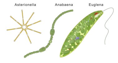Asterionella, Anabaena, Euglena.