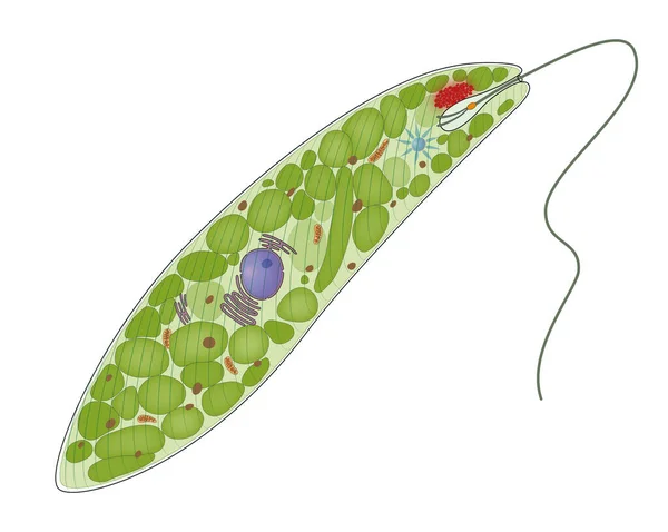 Euglena Gracilis Vázlatos Ábrája — Stock Fotó