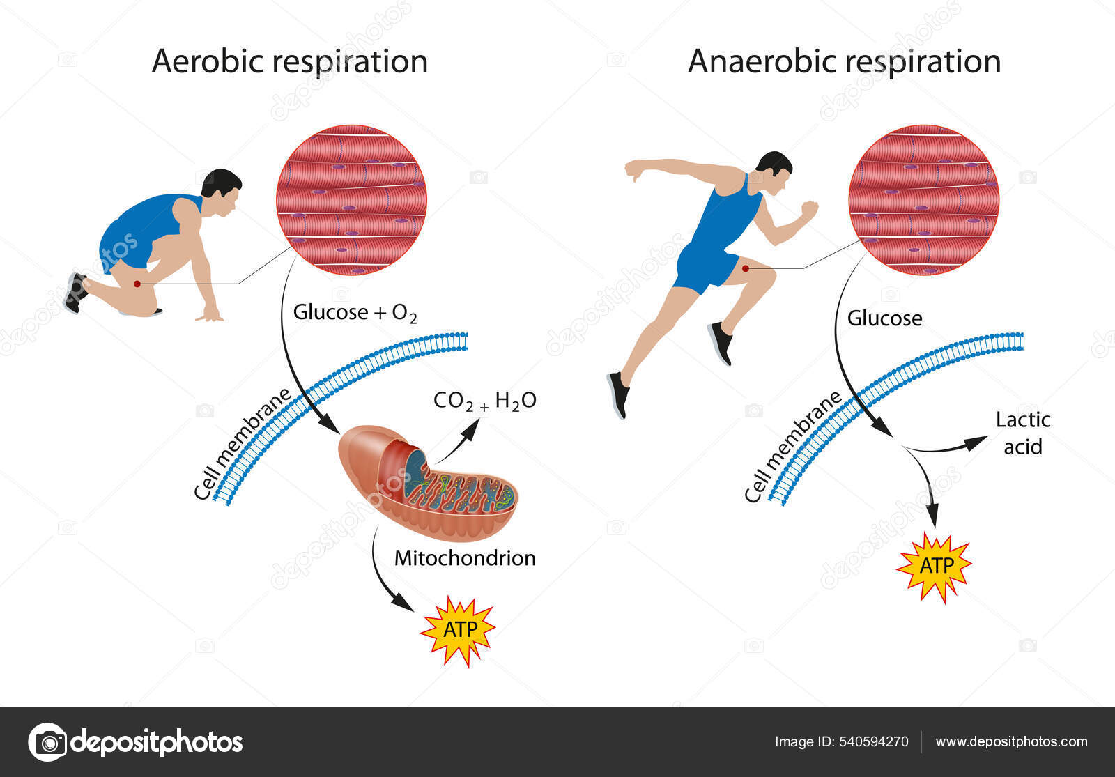 Cellular Respiration Aerobic Anaerobic Stock Illustration by
