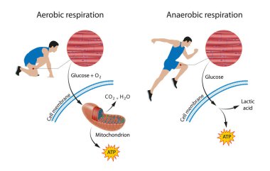 Cellular respiration: aerobic and anaerobic clipart