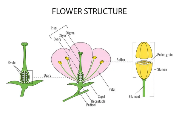 Teil Eines Biologischen Diagramms Der Blume — Stockfoto