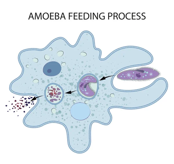 Feeding Digestion Amoeba — Stock Photo, Image