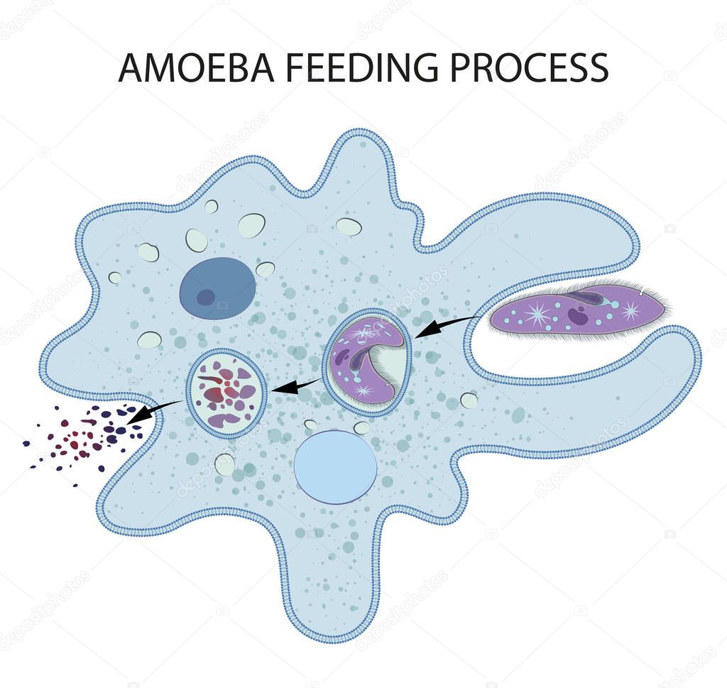 Feeding and Digestion in Amoeba