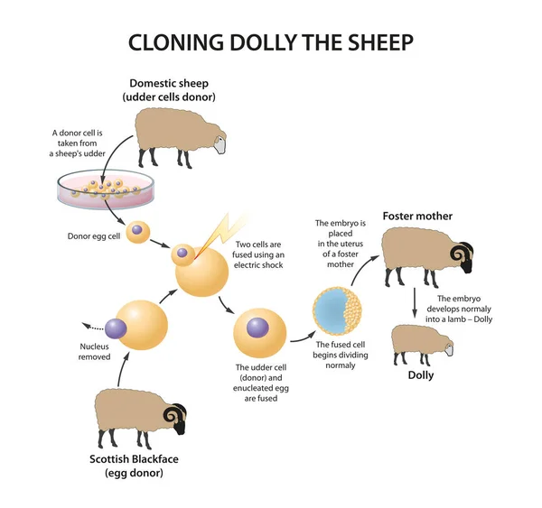 Cloning Dolly Πρόβατα Εικονογράφηση — Φωτογραφία Αρχείου