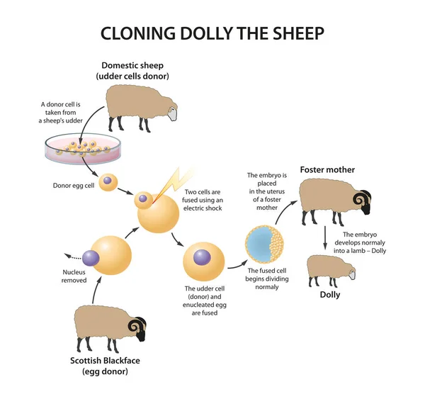 Dolly koyun çizimi klonlanıyor