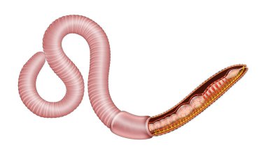 Solucan anatomisinin tasviri