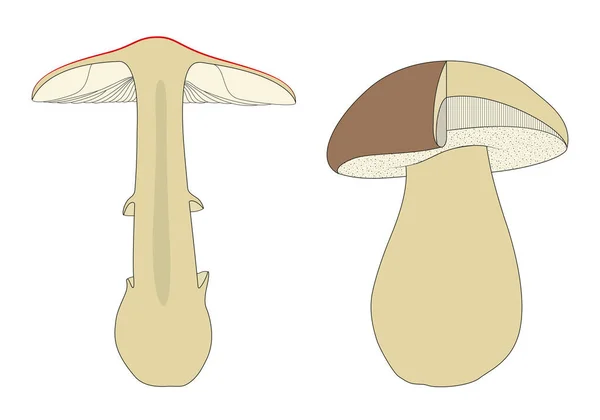 Identifying Mushrooms Requires Basic Understanding Macroscopic Structure — Stock Photo, Image