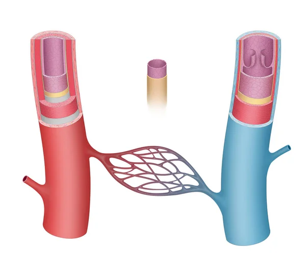 Estructura Anatomía Los Vasos Sanguíneos — Foto de Stock