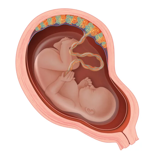 Illustration Des Menschlichen Embryos — Stockfoto