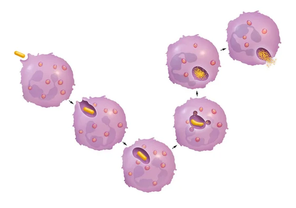 Proceso Fagocitosis Por Neutrófilos —  Fotos de Stock
