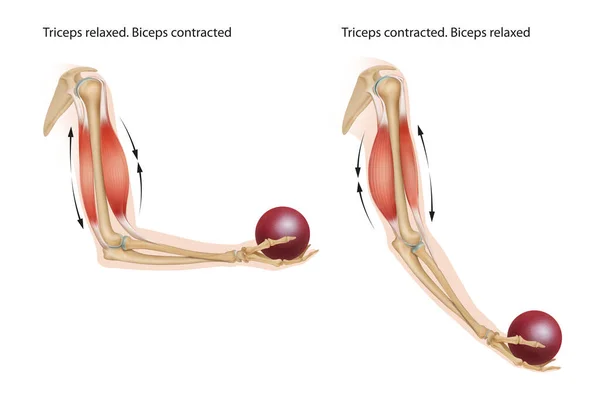 Przykład Procesu Ruchu Anatomicznego Fizycznego Którym Bicepsy Skurczone Tricepsy Rozluźnione — Zdjęcie stockowe