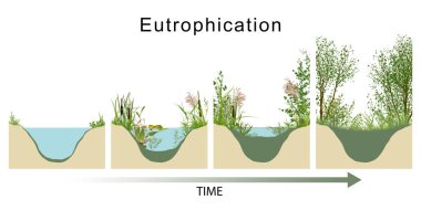 Ötrofikasyon ekosistemde bir zincirleme reaksiyon başlatır, alg ve bitki bolluğuyla başlar.