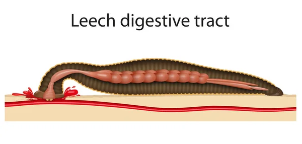 Imagen Para Sanguijuela Del Tracto Digestivo — Foto de Stock