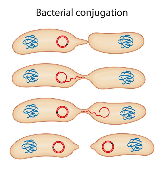 Schematyczna Ilustracja Koniugacji Bakterii — Zdjęcie stockowe