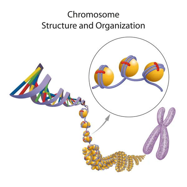 Illustration Chromosome Structure Organisation — Zdjęcie stockowe