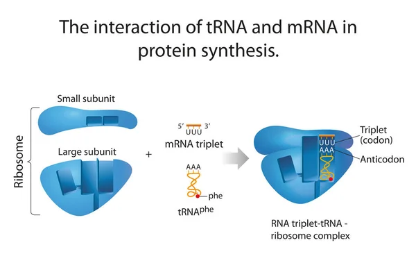 Interazione Trna Mrna Nella Sintesi Proteica — Foto Stock