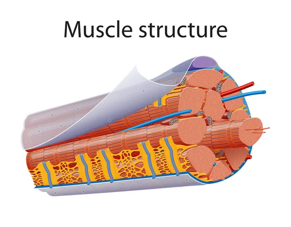 Ilustración Estructura Anatomía Del Músculo Esquelético —  Fotos de Stock