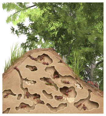 Ormanda Anthill kesiti, illüstrasyon
