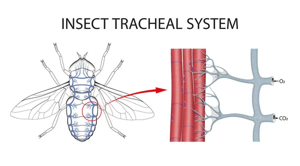 Structure Tracheae Insects — Fotografia de Stock