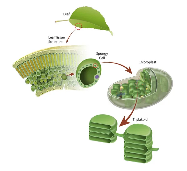 Diagram Leaf Structure — Foto de Stock