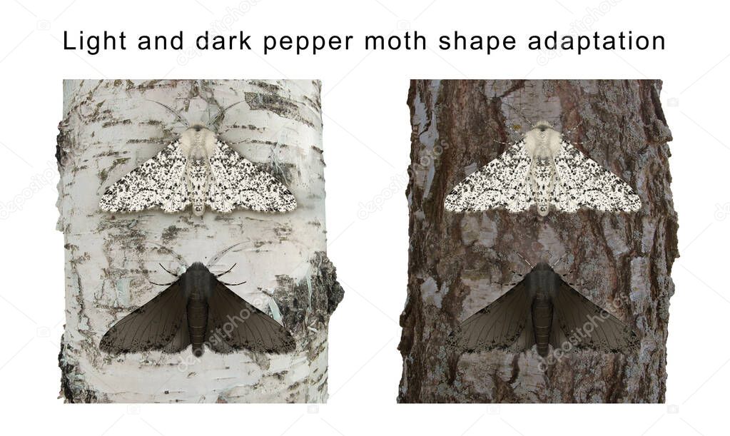 Light and dark pepper moth shape adaptation